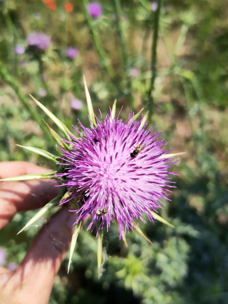 Blühende Mariendistel in der Hand