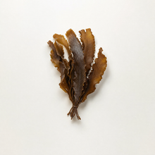 Kelp-Alge