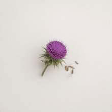 Mariendistel