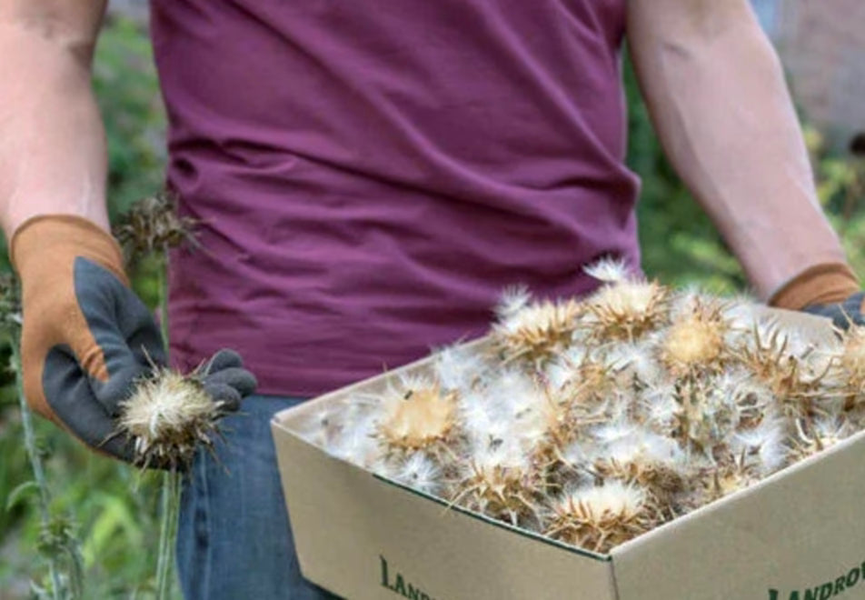 Thomas bei der Ernte der Mariendistel-Samen
