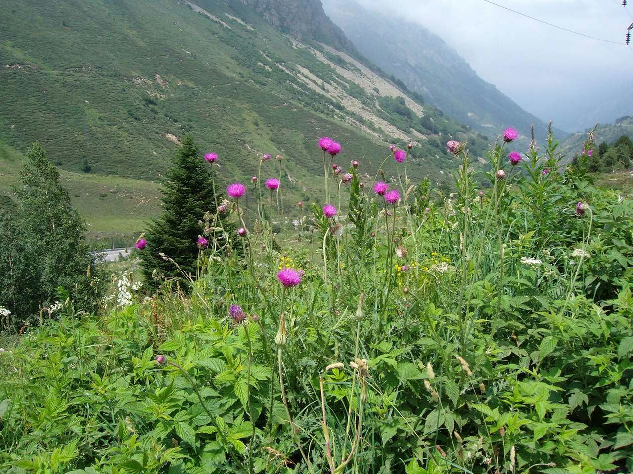 Blühende Disteln auf einer Bergwiese