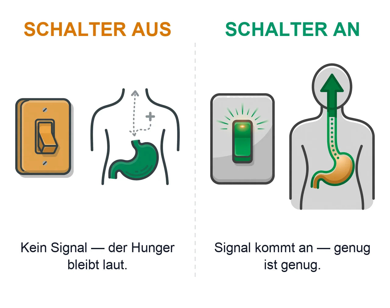 Der Sättigungs-Schalter: kommt das Signal nicht an, meldet der Körper weiter Hunger.
